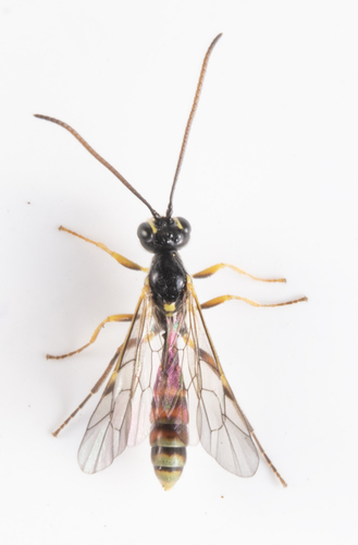 iNaturalist observation photo of Ichneumonid Wasps