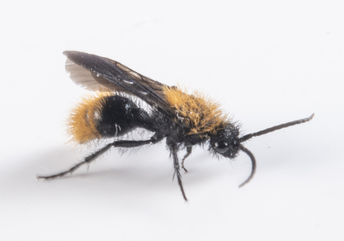 iNaturalist observation photo of Dasymutilla
