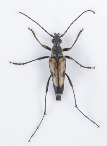 iNaturalist observation photo of Etorofus propinquus