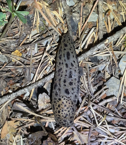 Limax maximus