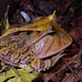 Amazonian Horned Frog - Photo (c) Carol Kwok, all rights reserved, uploaded by Carol Kwok