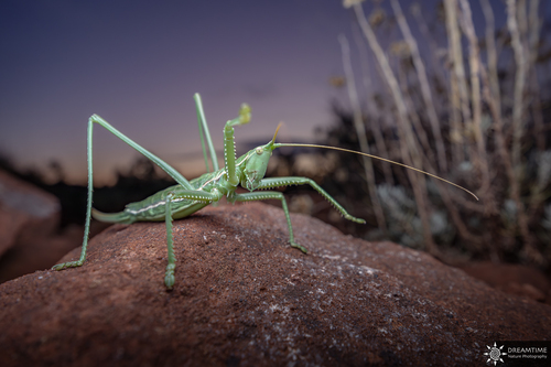 Predatory Bush-cricket
