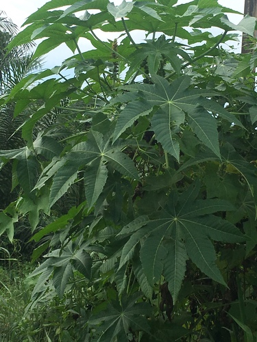 castor bean