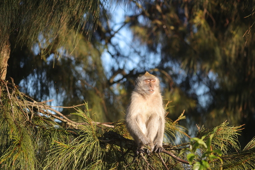 Long-tailed Macaque