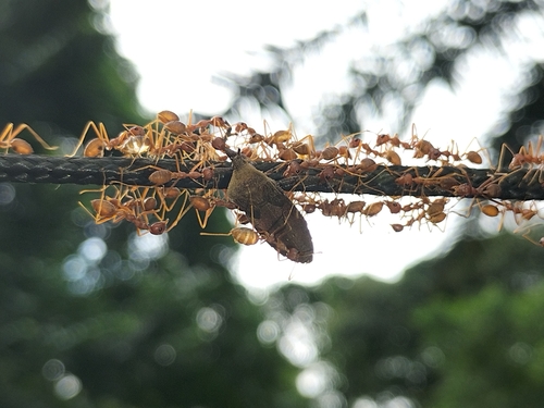 African Weaver Ant