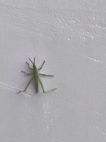 Pink-winged Grasshopper