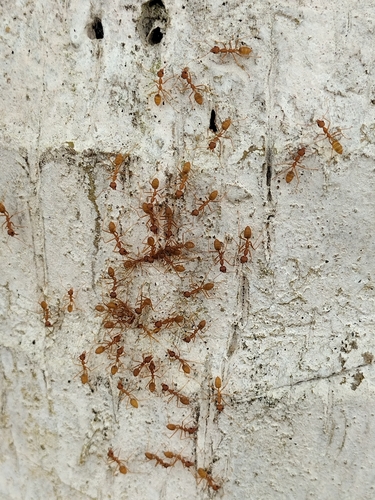 African Weaver Ant