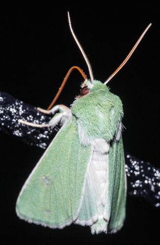 Calamia immaculata · iNaturalist