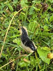 Black Slug
