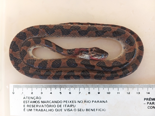 Ashmead's Banded Cat-eyed Snake