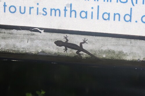 Asian House Gecko