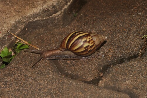 African Giant Snail