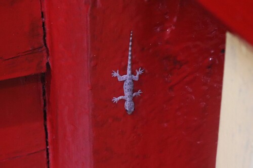 Flat-tailed House Gecko
