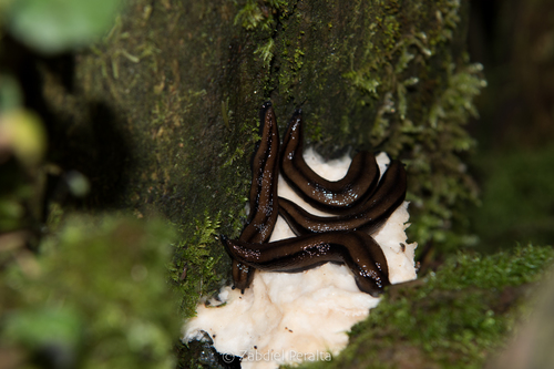 Pallifera