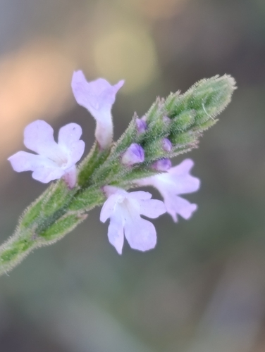 Common vervain