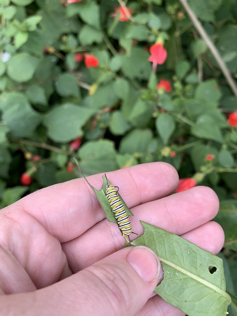 monarch-from-san-antonio-zoo-san-antonio-tx-us-on-october-30-2019