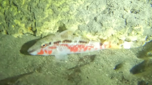Parupeneus forsskali