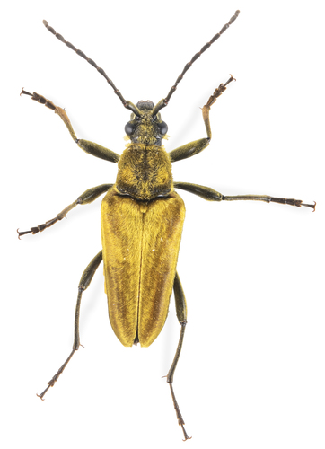 iNaturalist observation photo of Yellow Velvet Beetle