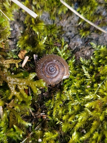 Isognomostoma isognomostomos