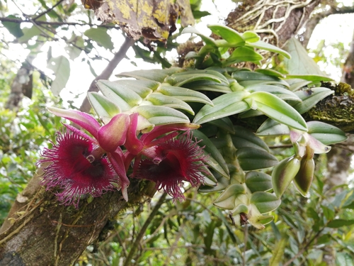 Medusa Epidendrum