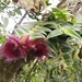 Epidendrum medusae - Photo 由 Joshe Jaramillo Pesantez 所上傳的 (c) Joshe Jaramillo Pesantez，保留所有權利