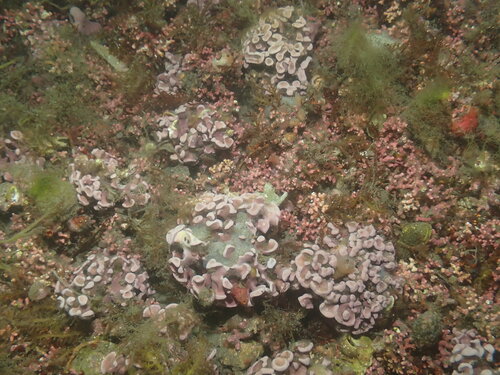 Lithophyllum fasciculatum