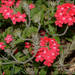 Verbena Roja - Photo (c) RAP, todos los derechos reservados