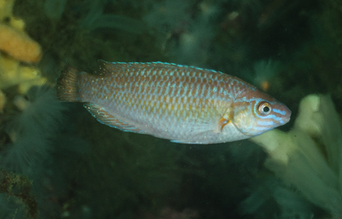 Centrolabrus exoletus