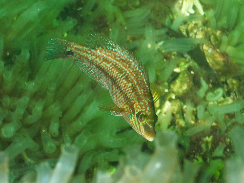 Symphodus melops