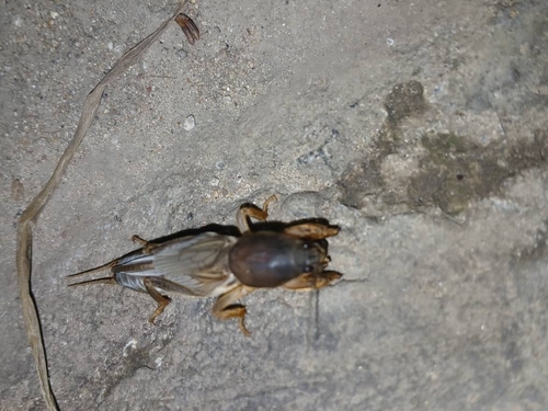 African Molecricket