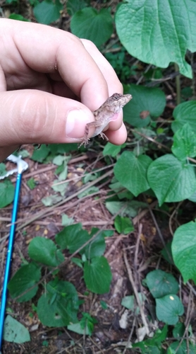 Dunn's Anole