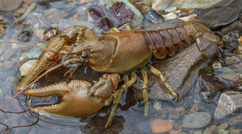 Faxonius obscurus (Hagen, 1870)