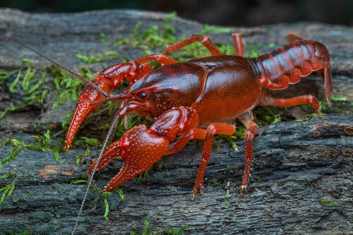 Cambarus pyronotus