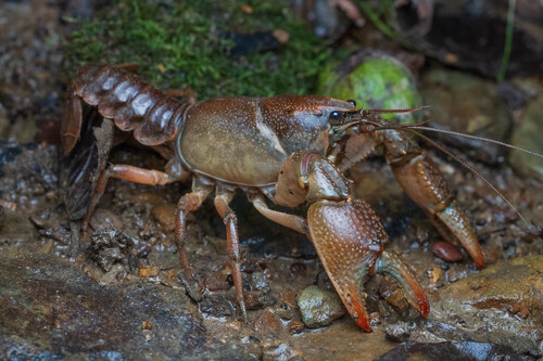 Cambarus thomai
