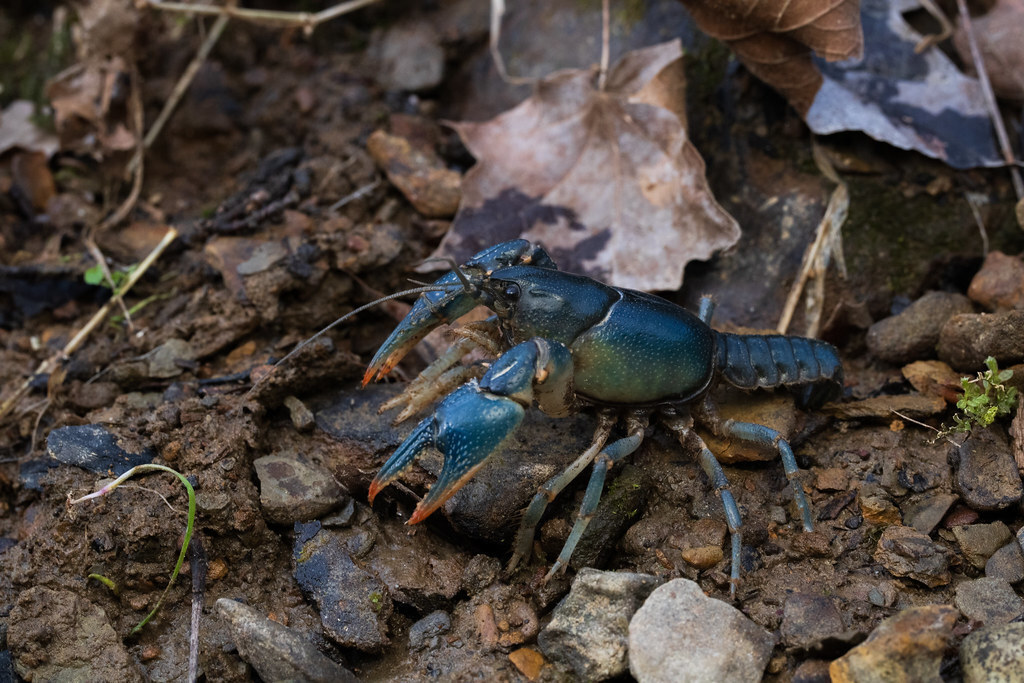 Conasauga Blue Burrower (Cambarus cymatilis) · iNaturalist