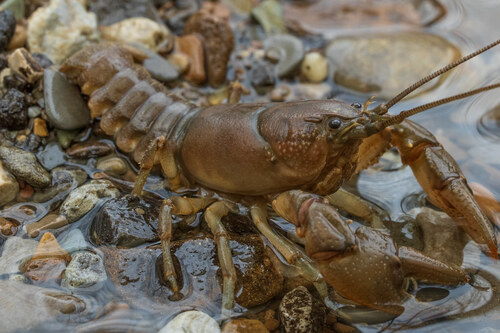 Cambarus carinirostris Hay, 1914