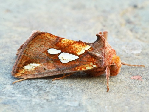 Plusia magnimacula D.Handfield & L.Handfield, 2006