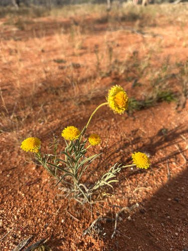 Salt-Spoon Daisy
