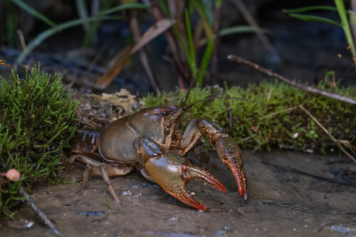 Lacunicambarus diogenes (Girard, 1852)