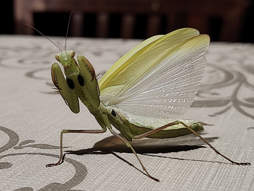 European Mantis