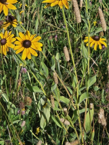 black-eyed Susan