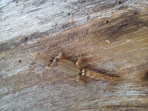 Least Gecko