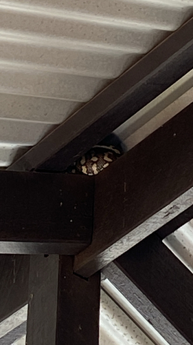 Coastal Carpet Python sighting