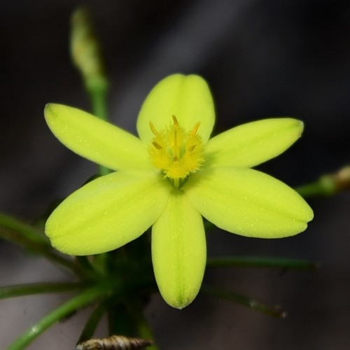 Yellow Rush Lily (Tricoryne simplex) · iNaturalist