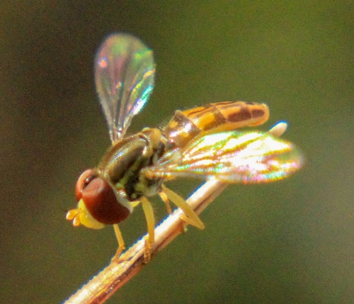 Unknown species found near Cody, WY 82414, USA