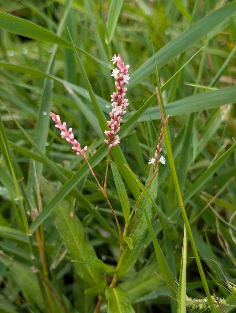 Persicaria hydropiper — a medium houseplant, prefers full sun light