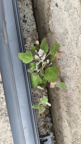 Common Lambsquarters