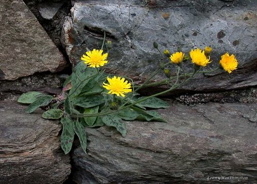 Carnedd Hawkweed (Hieracium carneddorum)