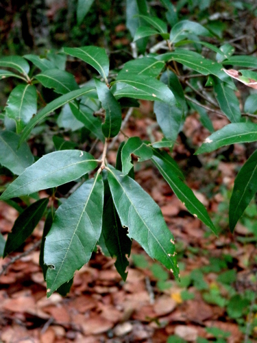 Quercus affinis