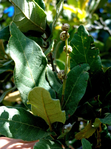 Quercus diversifolia